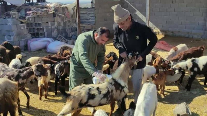 بوشهر با واکسیناسیون ۹۵ درصدی، موفق در بهداشت دام