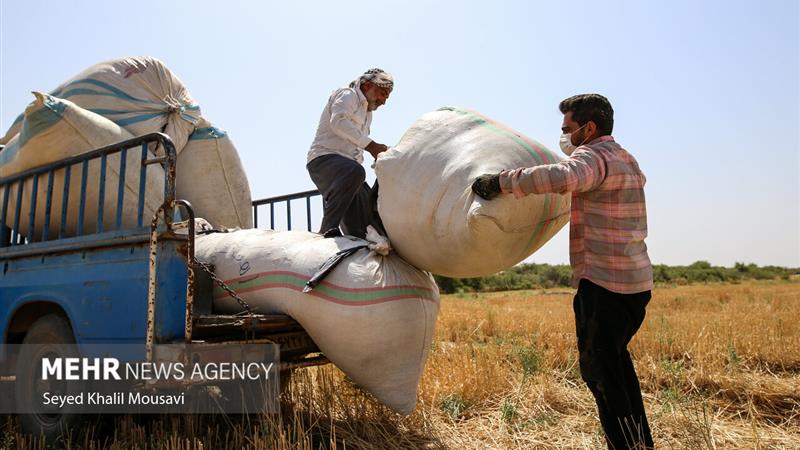 برداشت بی‌وقفه گندم در استان سمنان؛ مشکلی در فرایند خرید تضمینی نداریم