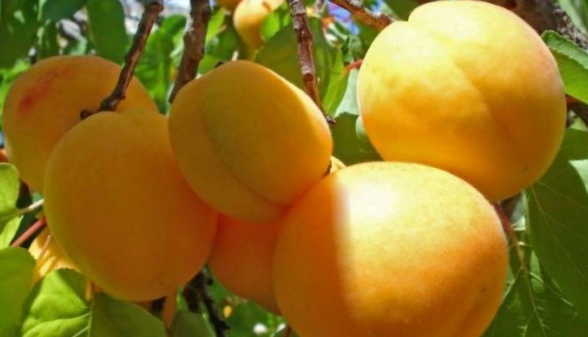 زردآلوی تفتان به بازار آمد