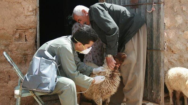 ۲۱۰ رأس دام در روستای سیف سفلی مریوان واکسینه شدند
