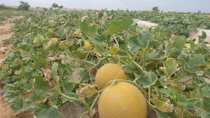 تولید بیش از یک میلیون تن محصولات صیفی و جالیزی در استان بوشهر