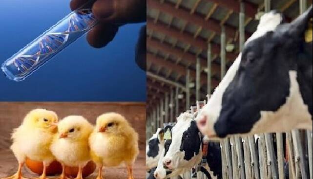 افزایش اثربخشی خوراک دام و طیور با نسل سوم مکمل‌های نانویی