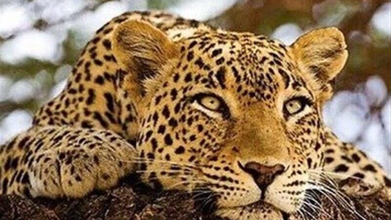 معمای بیماری «هیراد» پلنگ کلاه‌قاضی همچنان بی پاسخ