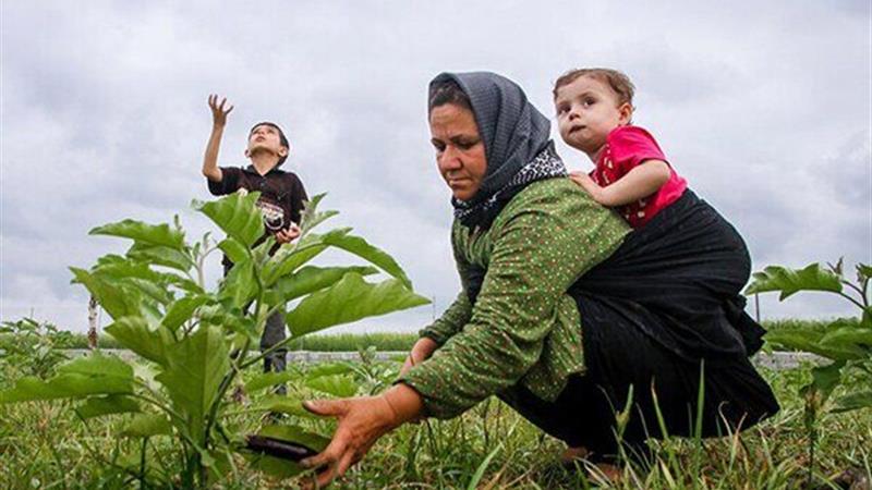 عضویت رایگان ۶۷۰۰ مادر زنجانی دارای ۳ فرزند و بیشتر در صندوق بیمه روستاییان