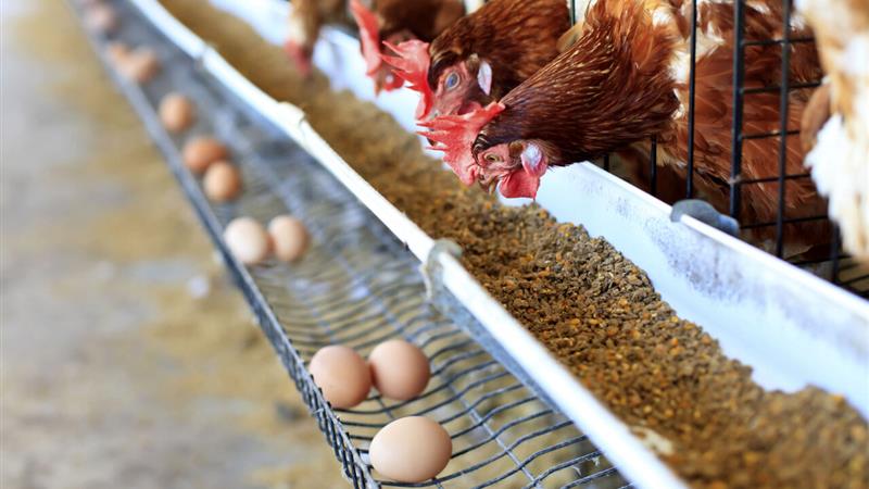 توزیع بیش از ۱۷ هزار تن نهاده دامی در قزوین