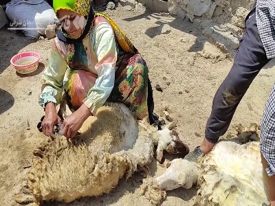 نحوه پشم چینی گوسفندان با قیچی 