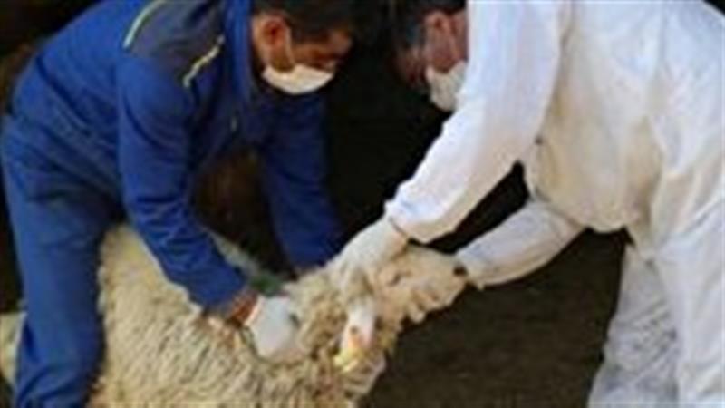 اجرای طرح نظارت و کنترل بهداشتی و شرعی بر دام‌های قربانی در بوشهر