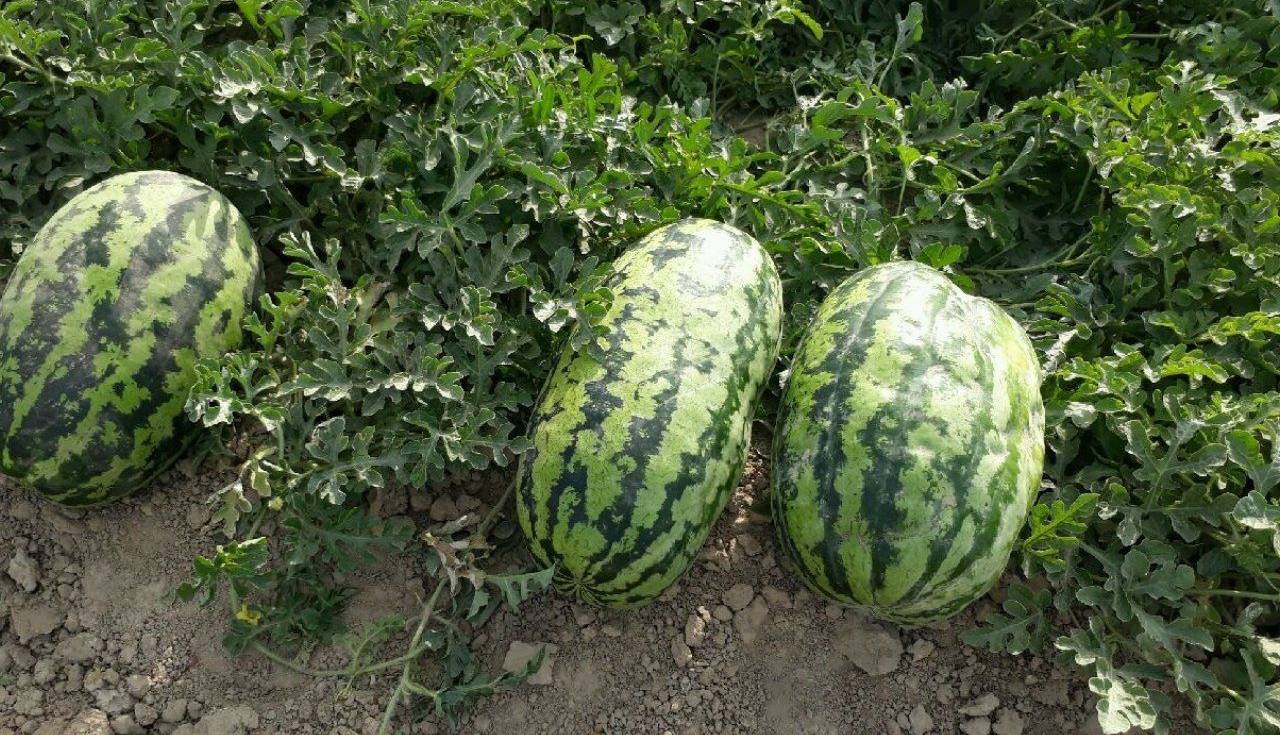 برداشت هندوانه و خربزه با روش کشت زیرپلاستیکی در زاهدان آغاز شد