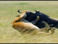 جدال بین شیر و گوزن‌یالدار برای بقا