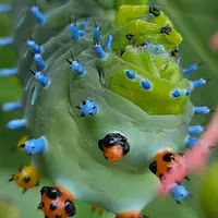 تصویری از کرم ابریشم از نمای بسیار نزدیک