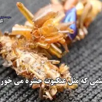 کرم ابریشمی که مثل عنکبوت حشره می خورد