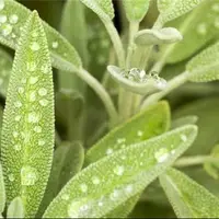 تاثیر زیستگاه گیاهان در درمان دارویی‌ آن‌ها
