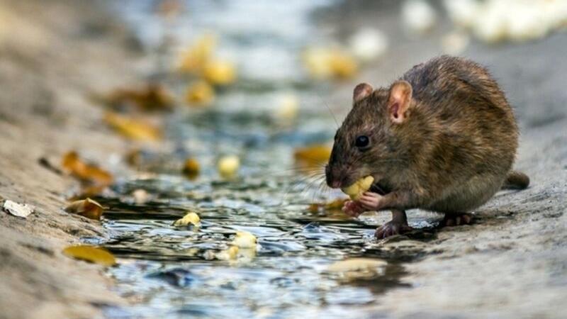 افزایش جمعیت موش در شهر خرم‌آباد به چالش جدی تبدیل شده است