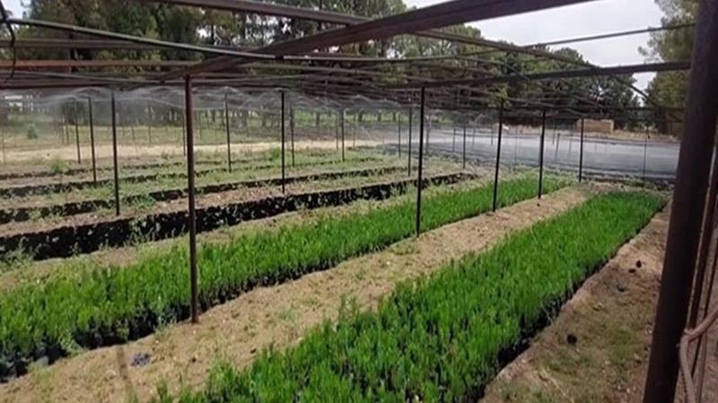 وجود ۱۴ نهالستان مجوزدار در چهارمحال و بختیاری