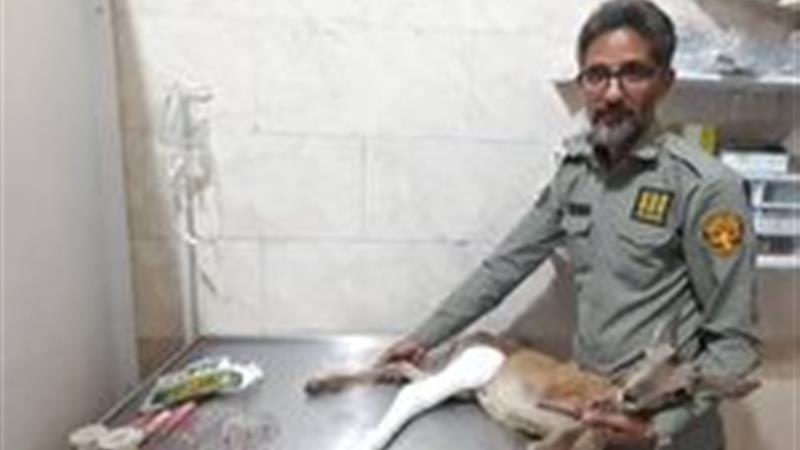 نجات بره وحش زخمی در بیرجند