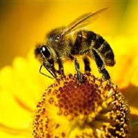 اجرای طرح پایش بیماری‌های زنبورعسل در لرستان