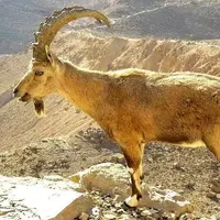 قطع مچ پای یک بز کوهی در تله شکارچیان