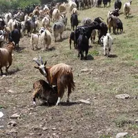 قُرُق‌شکنی در فصل بهار