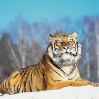 شکار مرگبار یک خرس تنبل هندی توسط ببر شانکار هند