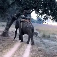  حمله ببر به فیل اهلی در حالی که انسان سوار آن است!