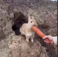 گول خوردن خرگوش با یک هویج!