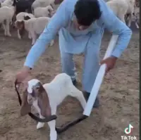 روش جالب مارگیری!