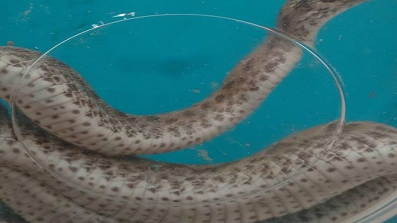 متخلف خرید و فروش مار در شهرستان مریوان دستگیر شد