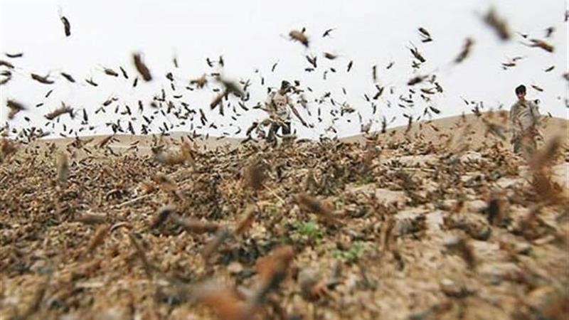 مبارزه با ملخ در بیش از ۲۴۰۰ هکتار از مراتع گنبد و آزادشهر