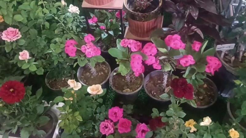 سالانه ۱۱۰ میلیون گل شاخه بریده در خمین تولید میشود