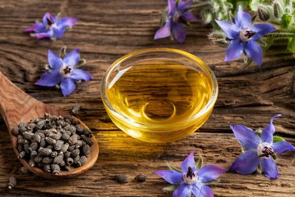 برداشت بیش از ۱۰ هزار تُن گیاهان دارویی در گیلان