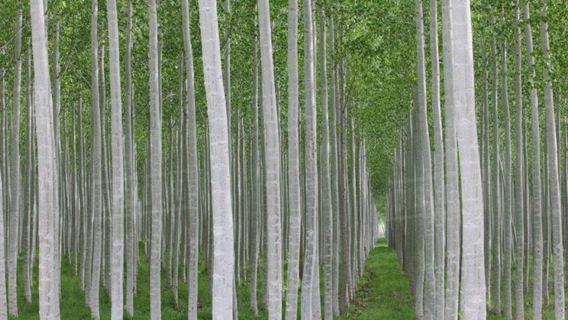 زراعت چوب، راهی سبز برای حفظ هیرکانی و رونق اقتصاد گلستان