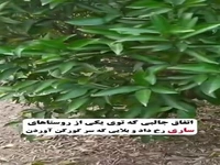بازگشتِ یک گورکن به طبیعت