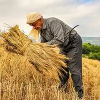 فرار از مزرعه، پناه به خدمات؛ کاهش اشتغال کشاورزی و رشد مشاغل خدماتی