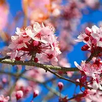 لحظه ناب از ریختن شکوفه‌های گیلاس در ژاپن