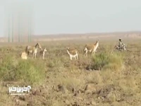 تولد ۴ گورخر ایرانی در پارک ملی کویر