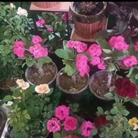 سالانه ۱۱۰ میلیون گل شاخه بریده در خمین تولید می شود