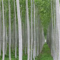 زراعت چوب، راهی سبز برای حفظ هیرکانی و رونق اقتصاد گلستان
