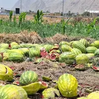 مشکل کامیون هندوانه کاران گچساران تا حدودی برطرف شد