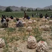 پیشبینی برداشت هزار تن پیاز در خاش