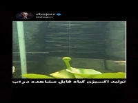 تولید اکسیژن قابل مشاهده توسط نیلوفر آبی در آب