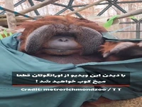 اورانگوتان باهوش و محبوبِ باغ‌وحش