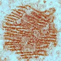 گوناگون/ قدیمی‌ترین اثرانگشت‌ انسان پیدا شد؛ یادگاری از ۴۳ هزار سال پیش