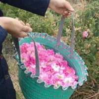 جشن برداشت گل محمدی از ۷۰ هکتار گلستان تفت