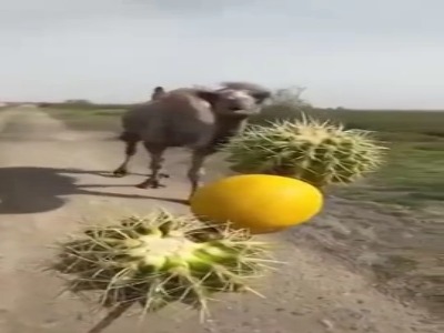 واکنش جالب شتر بعد از خوردن لیمو