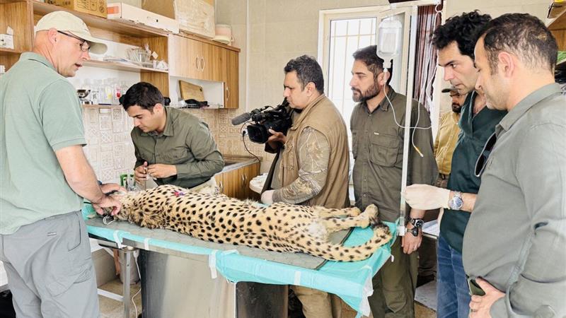 دامپزشک خارجی تصویری از سونوگرافی یوزپلنگ «ایران» ذخیره نکرد/ به متخصصان داخلی اعتماد شود