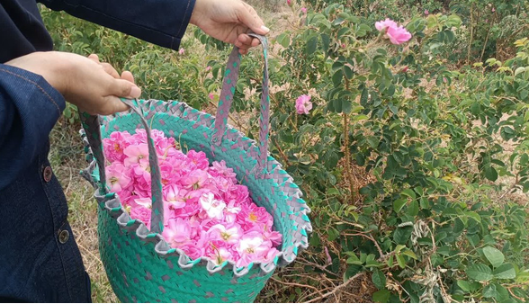 جشن برداشت گل محمدی از 70 هکتار گلستان تفت