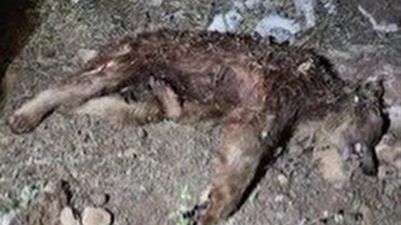 خرس قهوه‌ای در خانه خودش، کشته شد
