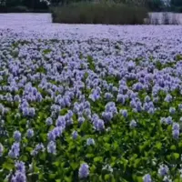 سنبل های زیبای طبیعت مازندران