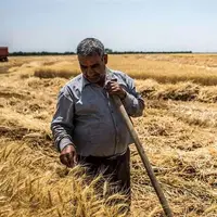 ۳۲ همت طلب گندمکاران پرداخت نشد
