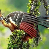 گوناگون/ بدبوترین پرنده جهان